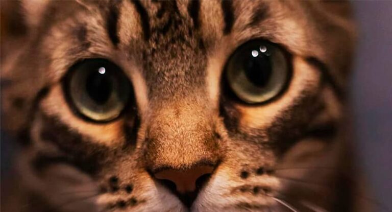 International Homeless Animals’ Day
